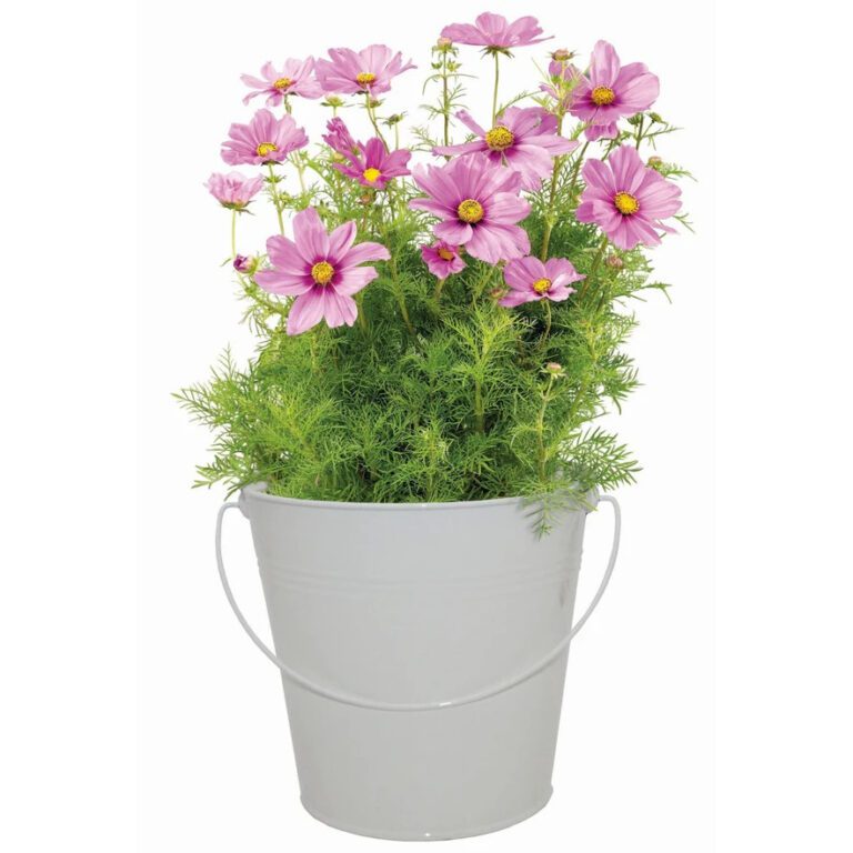 5055128623773 1 Nurture Grow Vintage Bucket Pink Cosmos Grow Kit.jpg